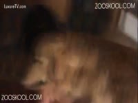 [ Pet Porn DVD ] The hardcore collision by dog